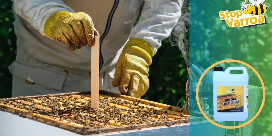 Varroa treatment: When should you act to save your bees?