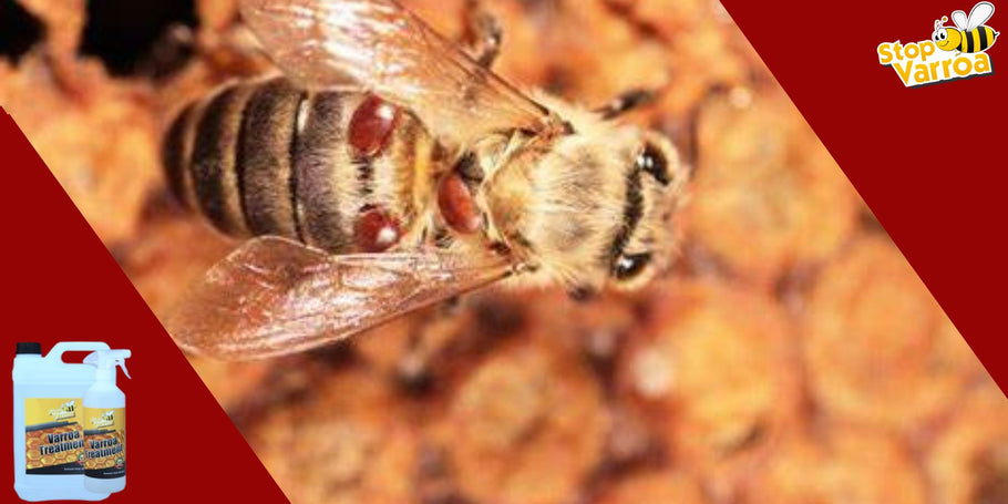 Varroa: how to avoid resistance to treatments